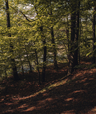 A Scenic Stroll at Summter See in Brandenburg