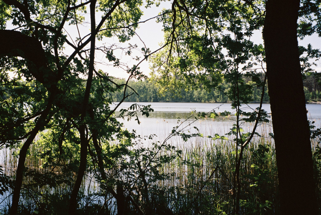 Oderiner See Fortuna Forest